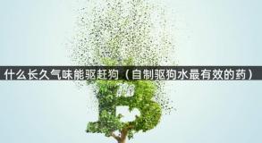 什么长久气味能驱赶狗（自制驱狗水最有效的药）