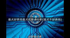 柴犬好养吗柴犬优缺点分析(柴犬不好养吗)