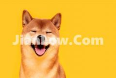 doge币个人怎么买卖交易(数字资产交易所优势分析)