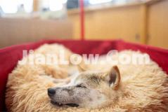 不通过平台怎么买doge币(虚拟货币客户端排行榜)